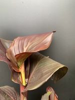 Canna indica