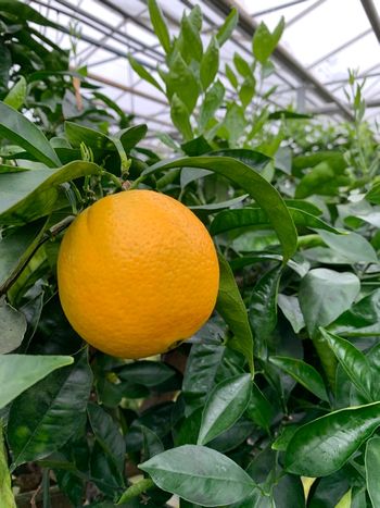 Citrus sinensis
