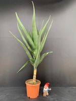 Aloidendron barberae