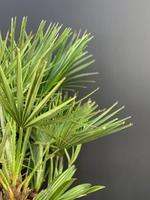 Chamaerops humilis