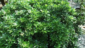 Pittosporum tobira 'Nanum'