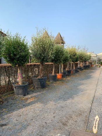 Olea europeae