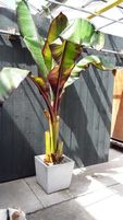 Ensete ventricosum 'Maurelii'