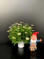 Argyranthemum frutescens