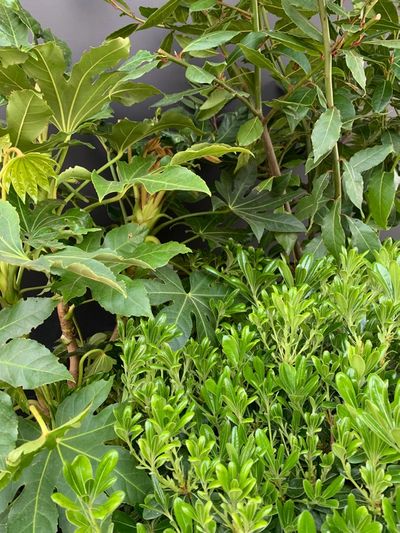 Wintergroene mediterrane planten