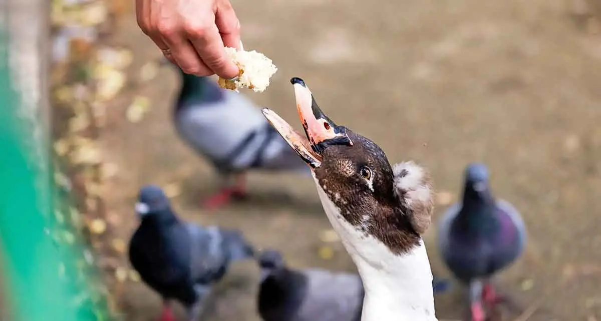 human feeding bread to bird