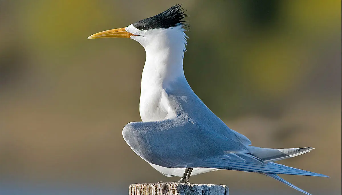 a close up of a tern