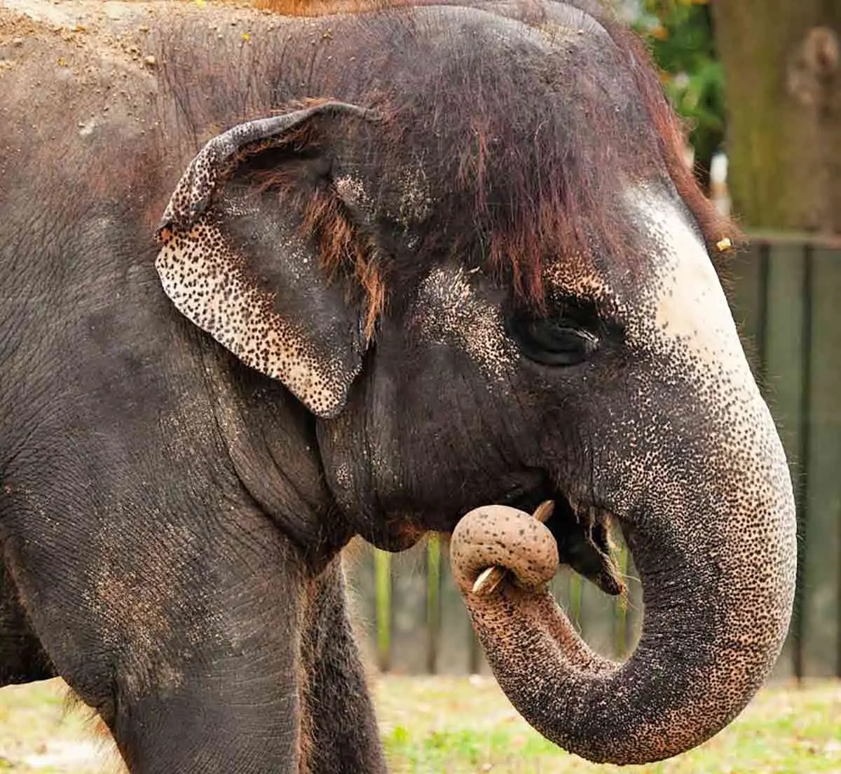 elephant stick