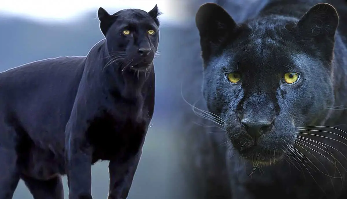 why are black panthers rare