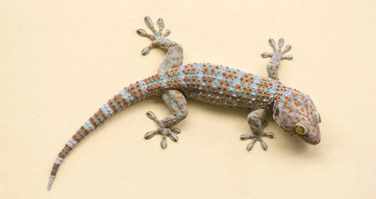 gecko lizard climbing wall