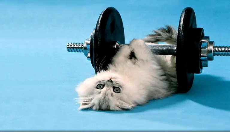 how much exercise do indoor cats need