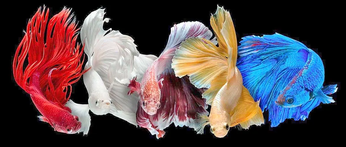 siamese fighting fish betta fish group