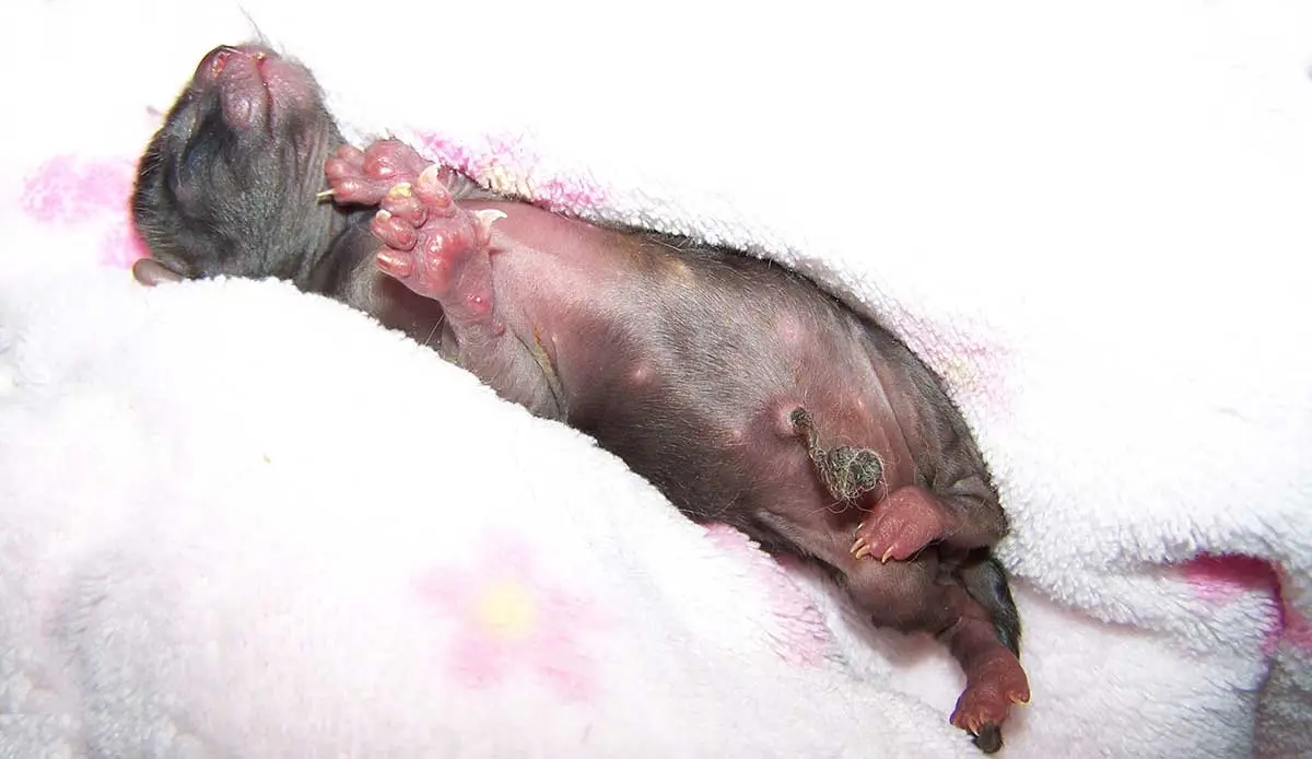 newborn kitten in blanket
