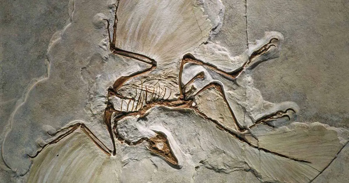 archaeopterxy
