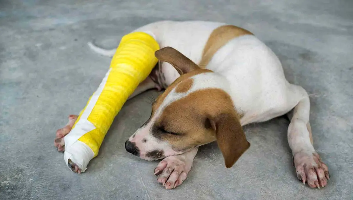 puppy broken leg cast