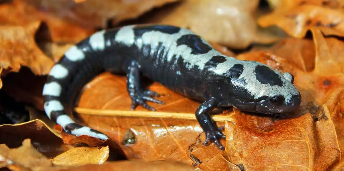 marbled salamander on leaves