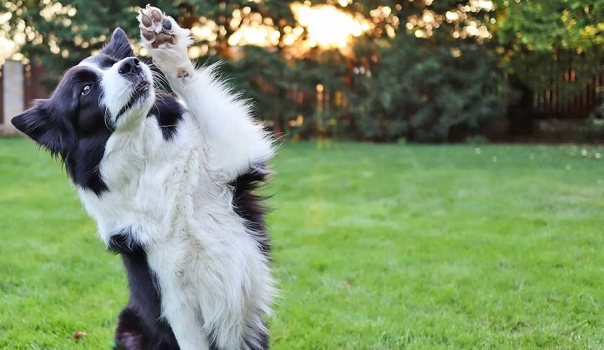 border_collie_paw_in_air
