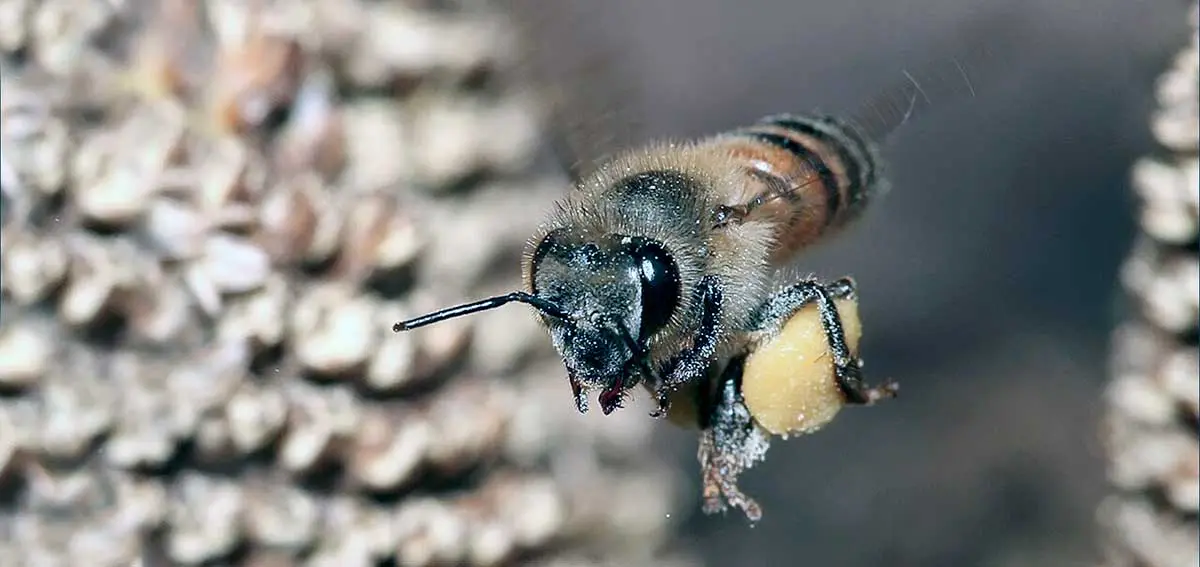 honeybee in a comb living its life