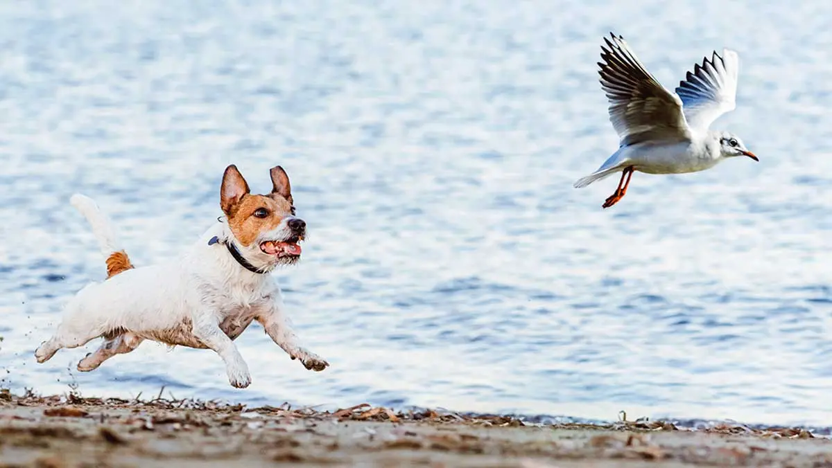jack russel chasing bird