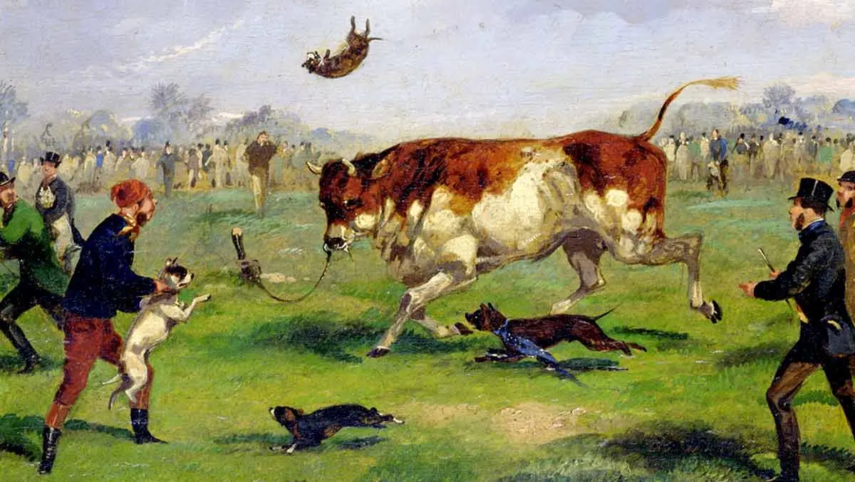 painting of pitbull bull baiting