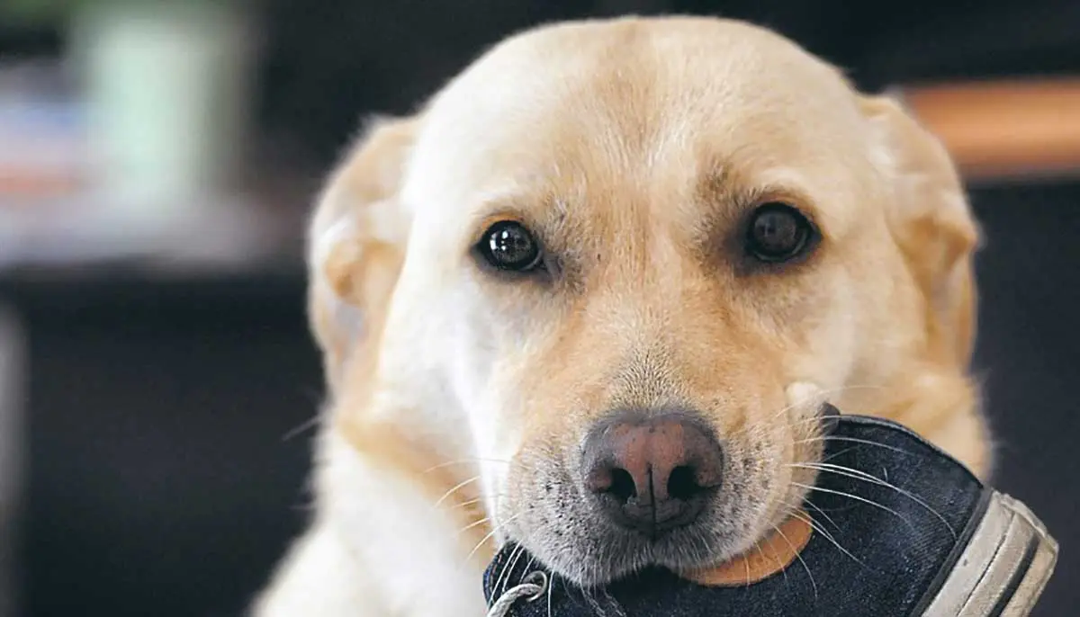 yellow labrador with sneaker in mouth
