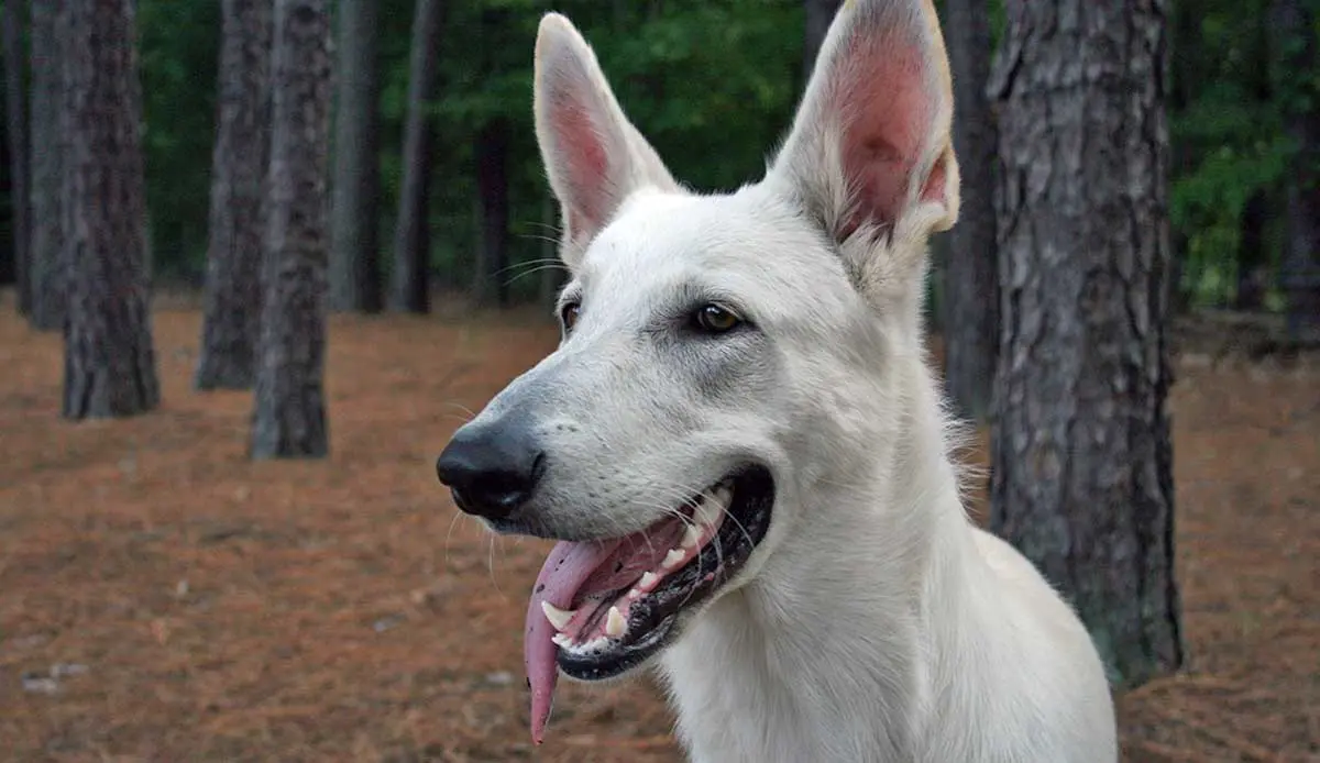 white german shepherd tongue out