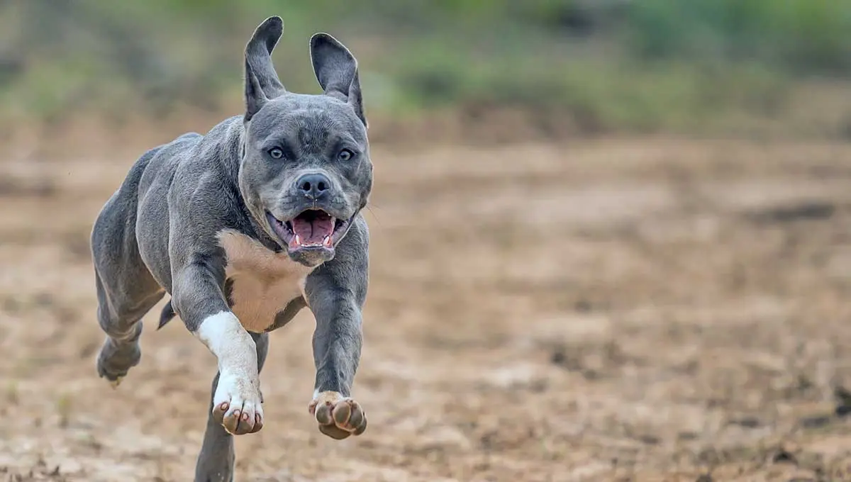 blue pitbull with front white foot running on sand