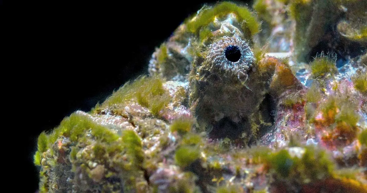 close up profile of stonefish