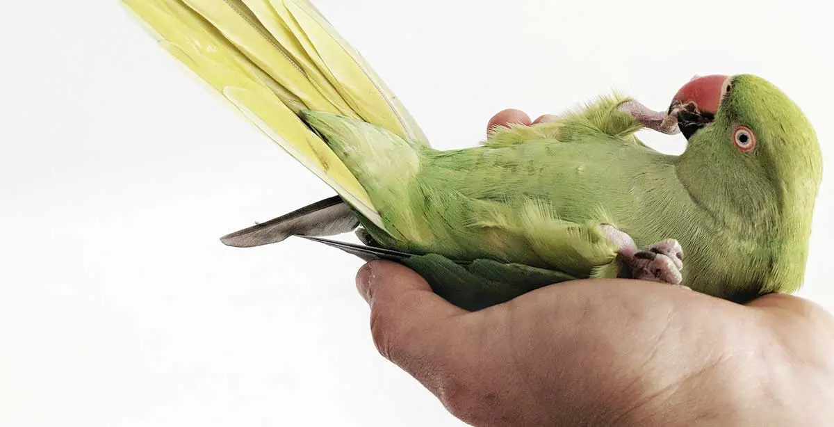 green parrot pet bird