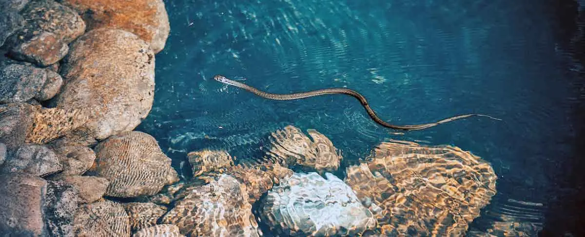 brown sea snake swimming in water over rocks