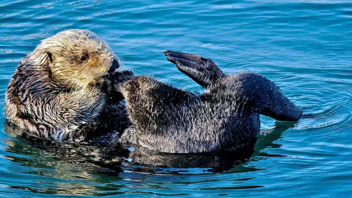sea otter feet