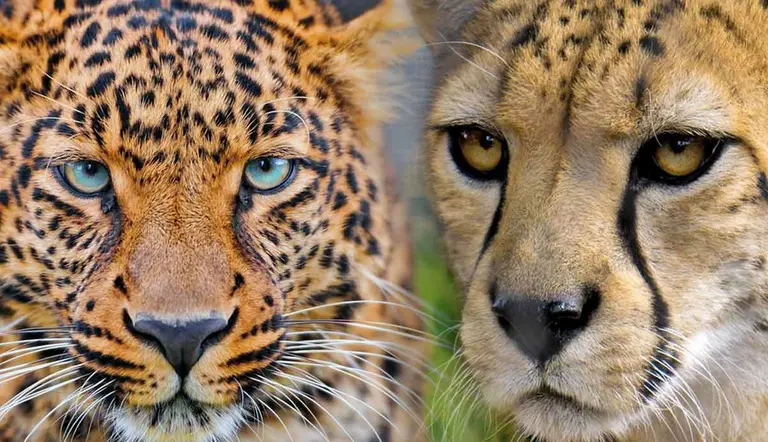 leopard vs cheetah difference
