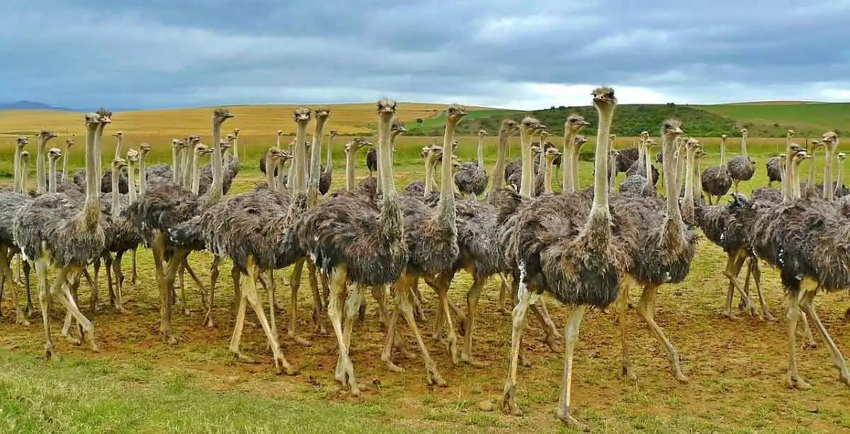 ostriches group