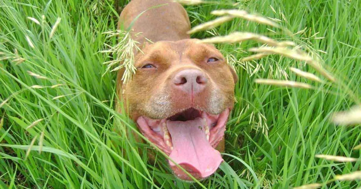 dog smiling pitbull grass