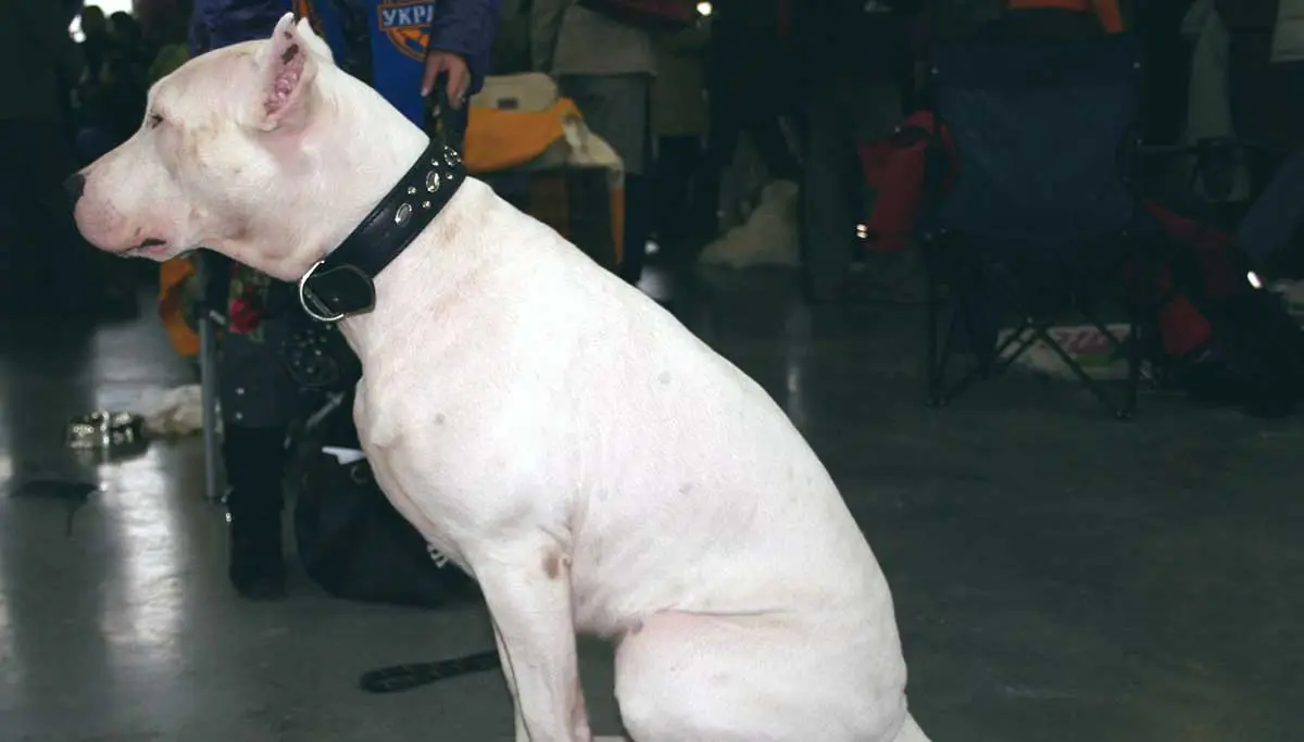 dogo argentino cropped ears