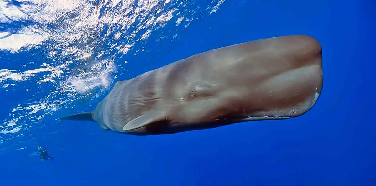 Sperm Whale swimming in ocean
