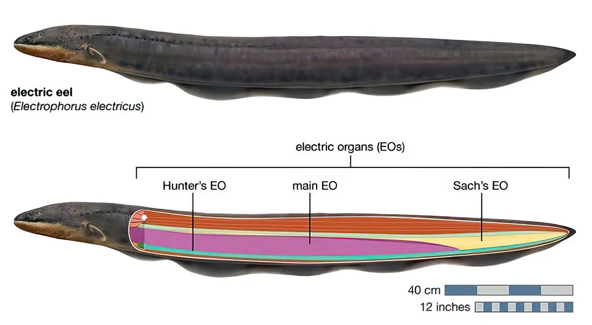 electric eel organ chart
