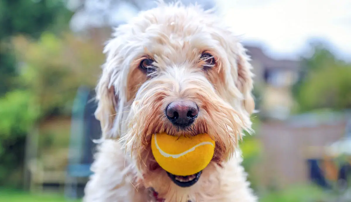 why do dogs like tennis balls