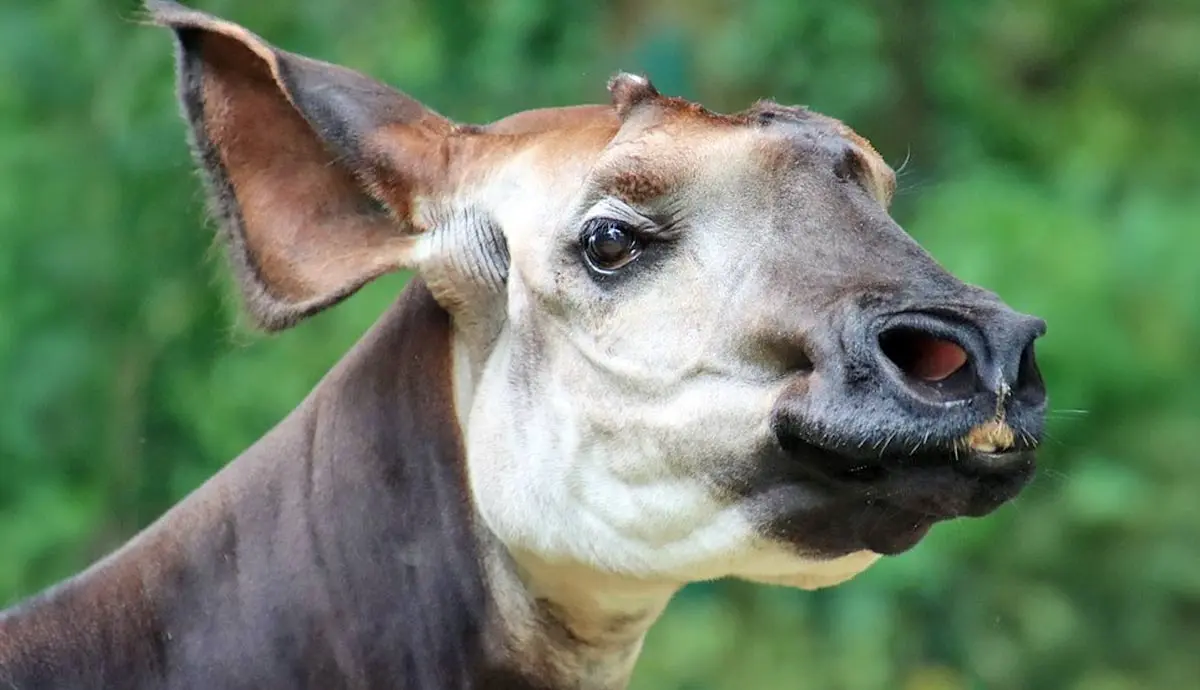 amazing facts about the okapi