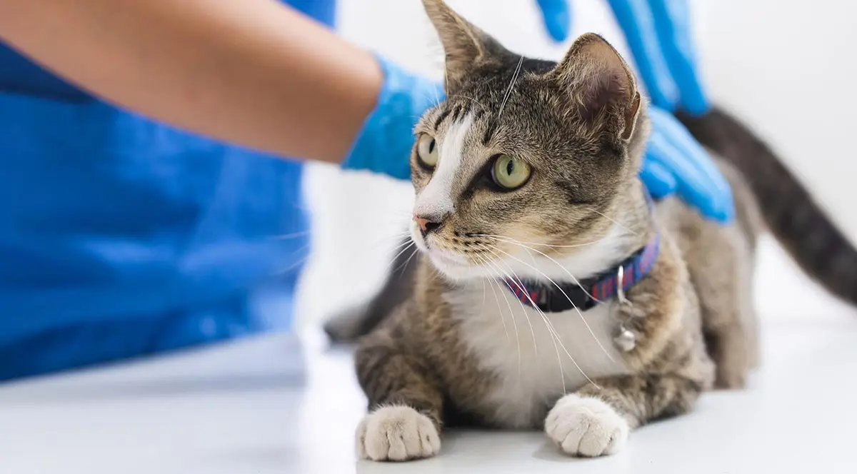 cat veterinary examination