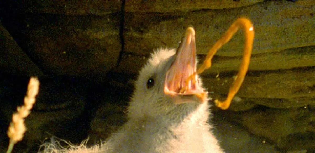 northern fulmar chick vomiting in defense