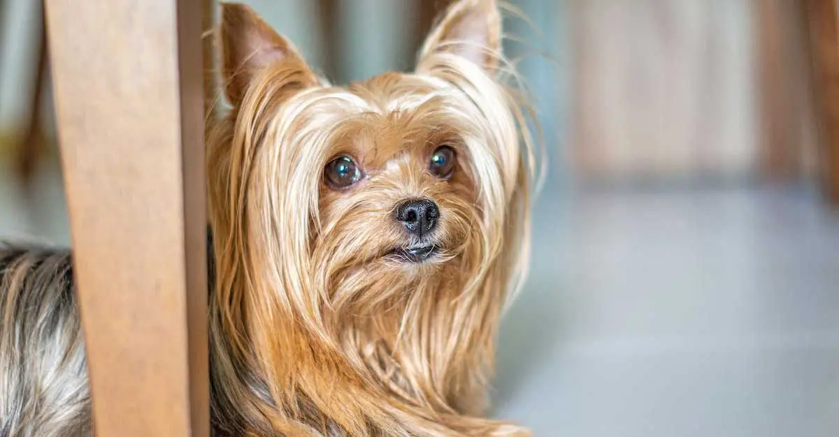 Adorable Long Haired Yorkshire Terrier Lying on the Floor