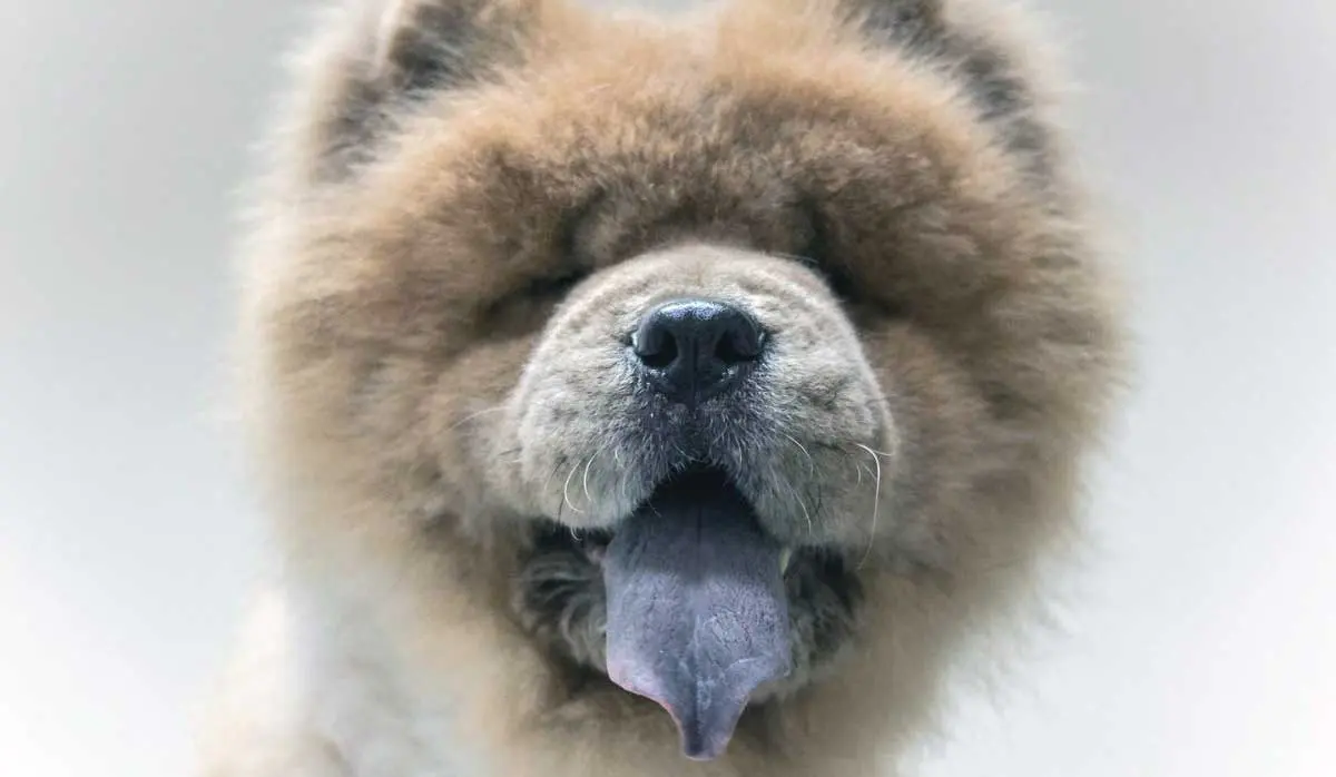 Fluffy Chow Chow Dog with Blue Tongue