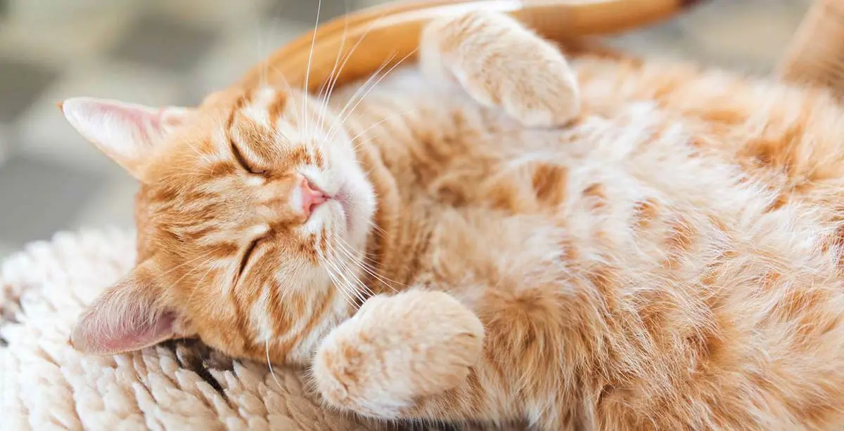 happy cat orange tabby