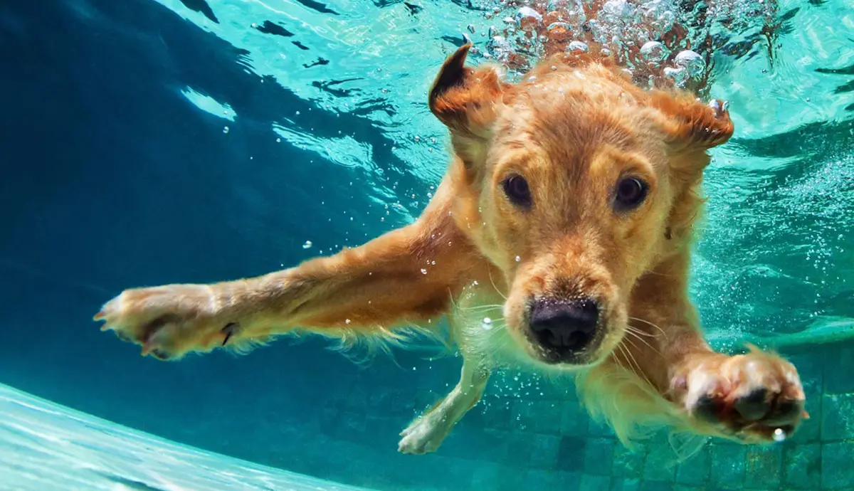 can dogs instinctively swim