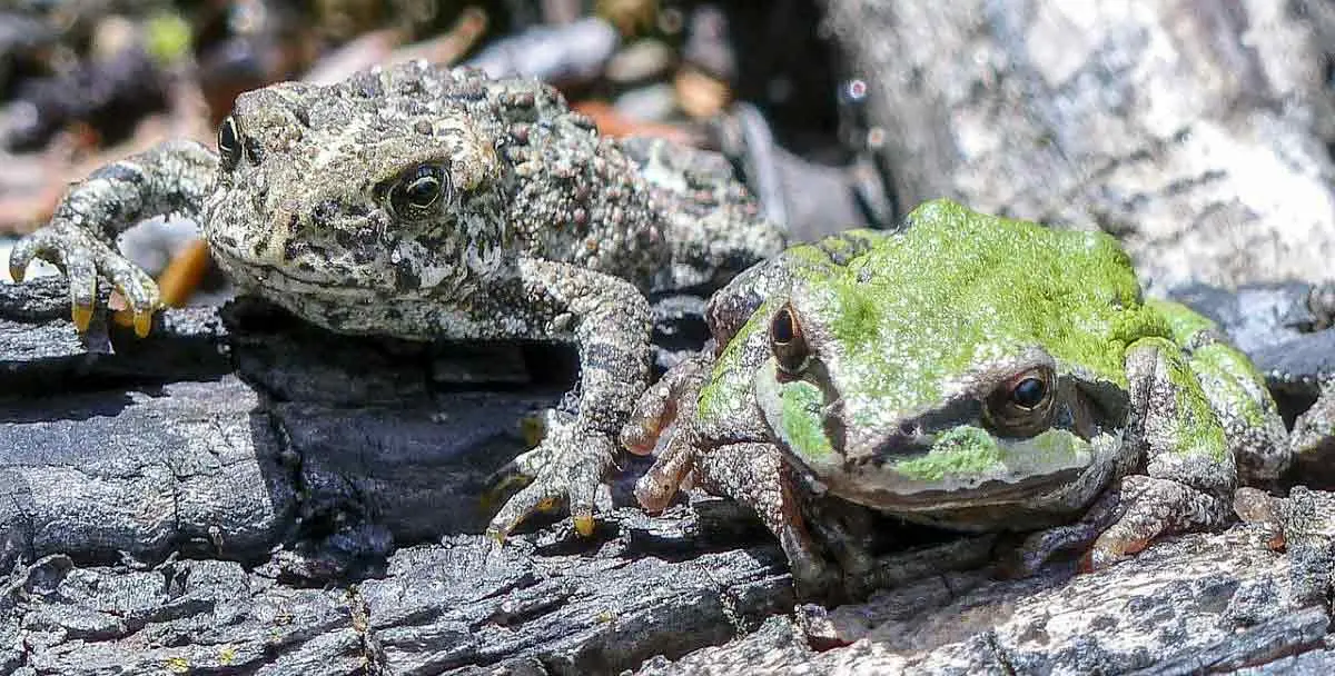 green toad brown toad