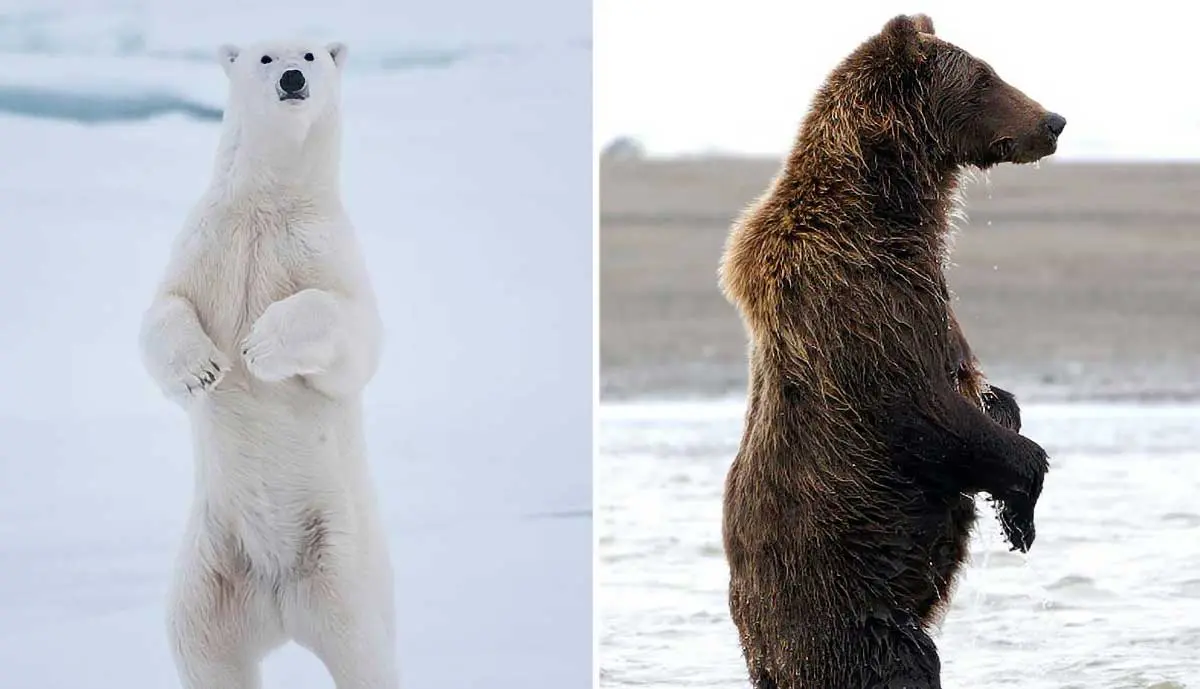 polar bear grizzly bear standing