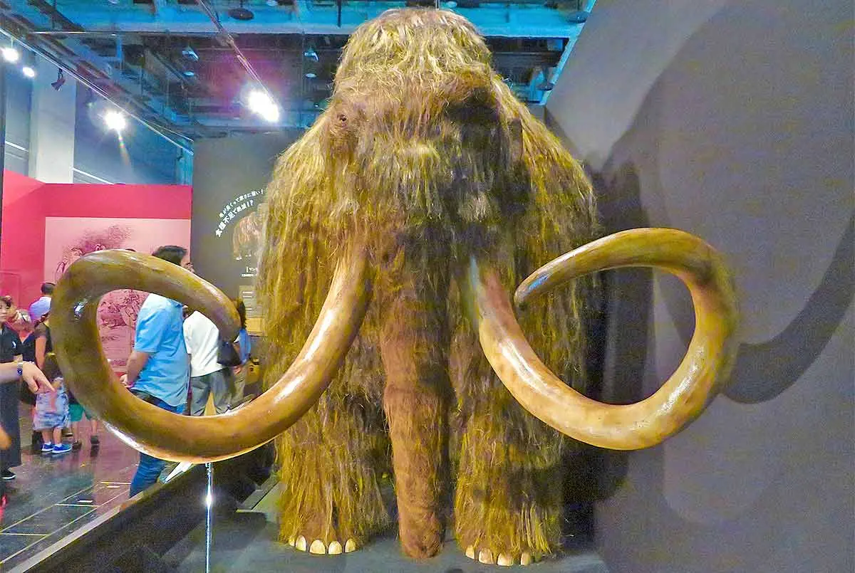 frontal view of woolly mammoth