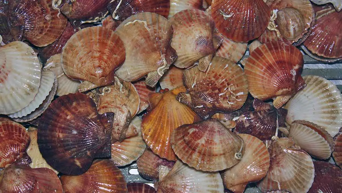 queen scallops at fishery
