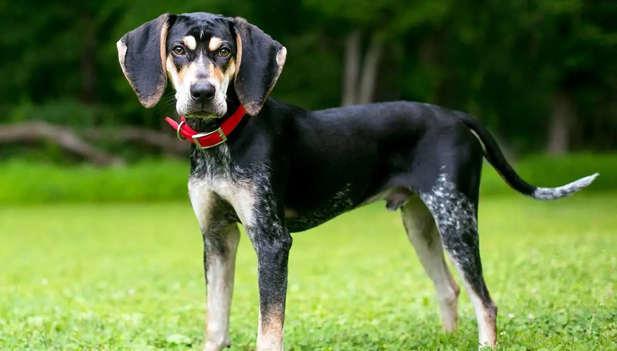 blue tick coonhound staring at camera